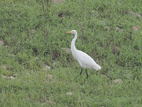 iNaturalist image