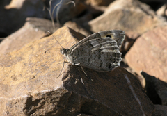 Pseudochazara thelephassa