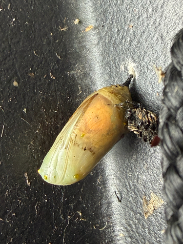 Monarch