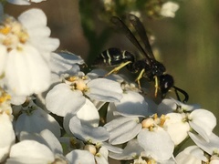 Ancistrocerus albolacteus