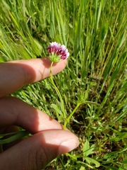 Trifolium variegatum major