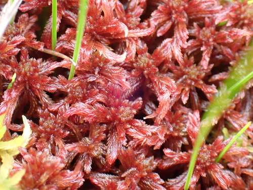 Sphagnum warnstorfii observed 2026-08-29