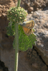 Coenonympha saadi