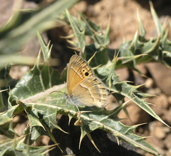 Coenonympha saadi