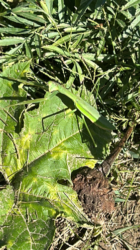Chinese Mantis