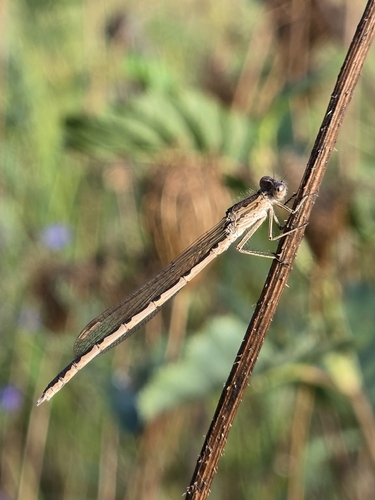 Siberian Winter Damsel