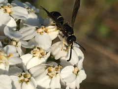 Ancistrocerus albolacteus