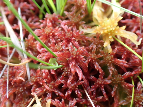 Sphagnum warnstorfii observed 2026-08-29