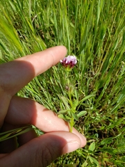 Trifolium variegatum major