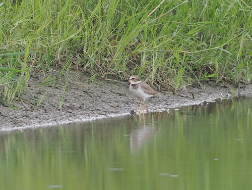 Long-billed Plover