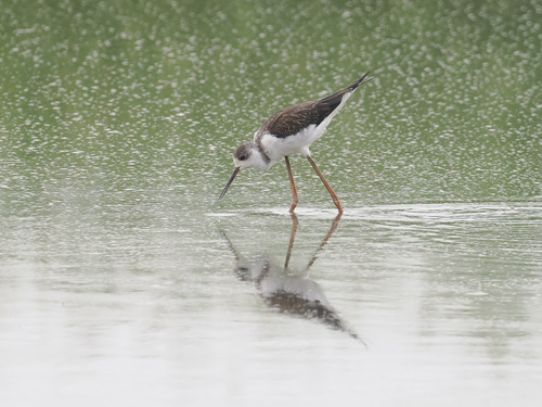 Black-winged Stilt