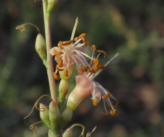 Fouquieria burragei, photograph (c) Abraham Sánchez Romero, some rights reserved (CC BY)