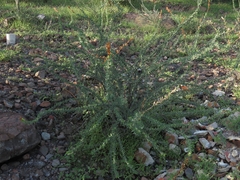 Fouquieria burragei, photograph (c) Abraham Sánchez Romero, some rights reserved (CC BY)