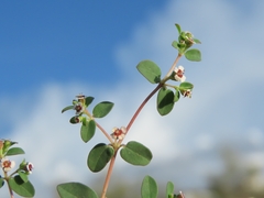 Euphorbia polycarpa