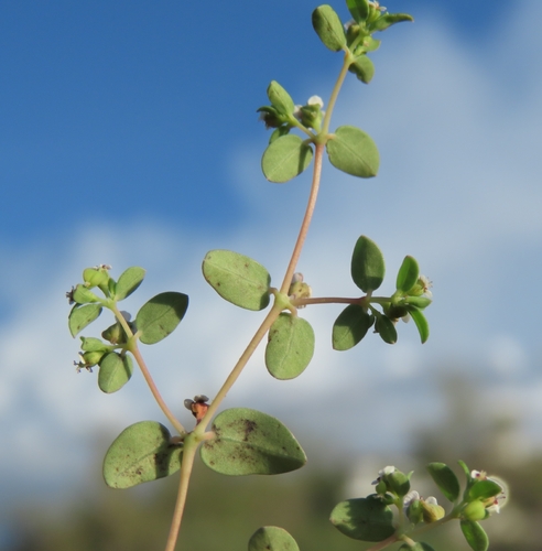 Euphorbia polycarpa, photograph 1