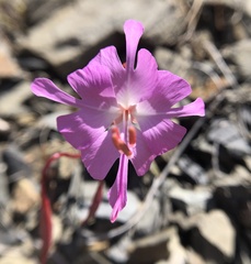 Clarkia breweri