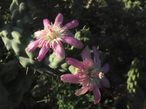 Cylindropuntia cholla