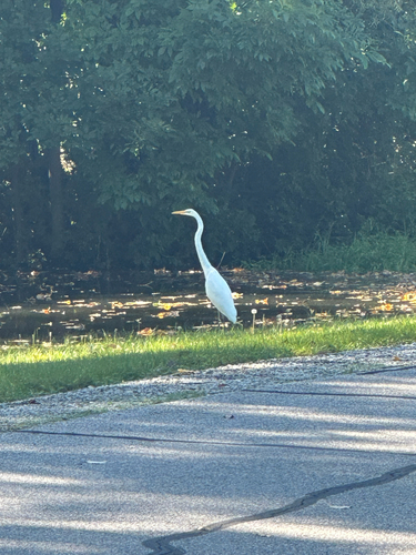 Great Egret