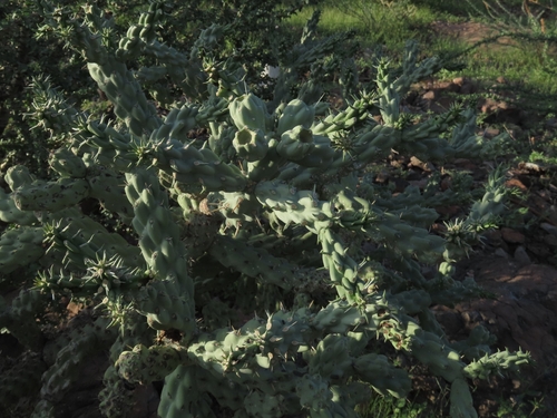 Cylindropuntia cholla, photograph 1