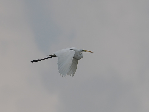 Great Egret