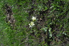 Fritillaria liliacea