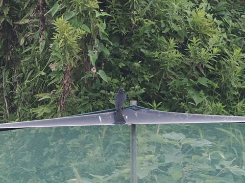 Black Drongo