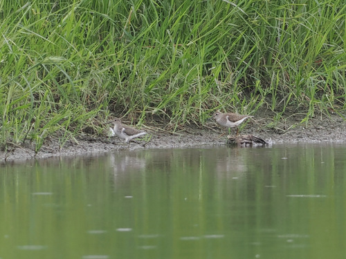Common Sandpiper