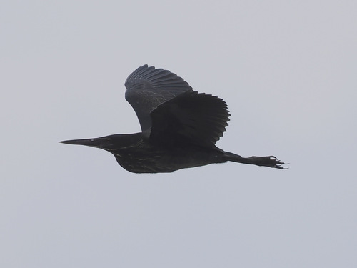 Black Bittern