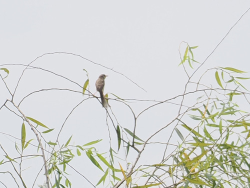 Plain Prinia