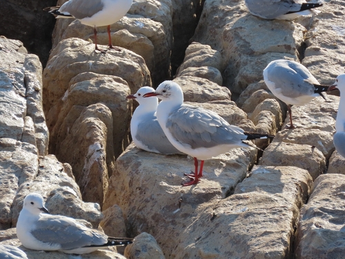 iNaturalist image