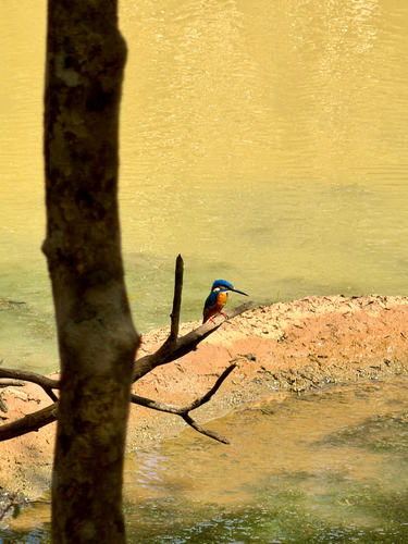 Common Kingfisher