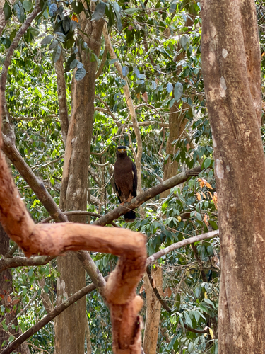 Ceylon Serpent-Eagle