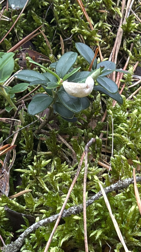Lingonberry Gall
