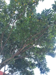 Genipa americana, photograph (c) The Great Walter, some rights reserved (CC BY)