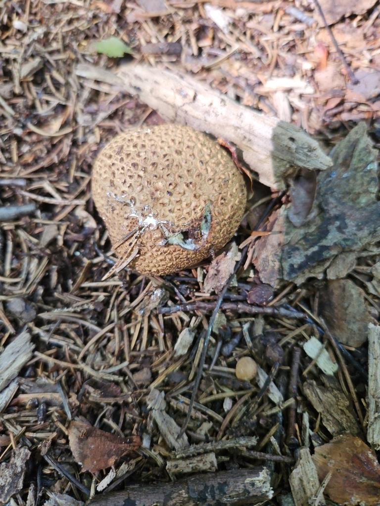 common earthball · September 2026 · photo: Photo: no rights reserved · iNaturalist