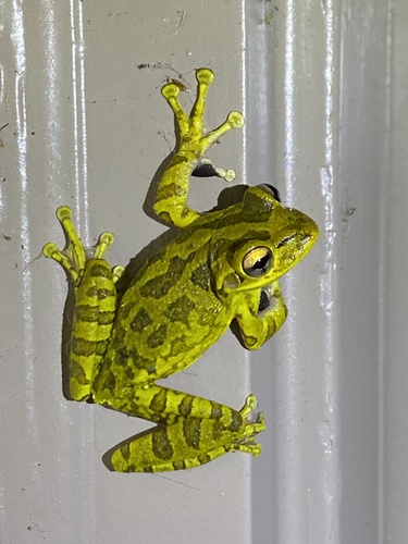 Cuban Tree Frog photographed in Florida