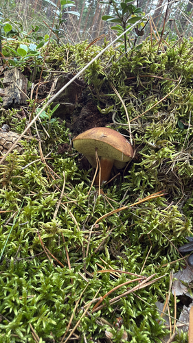 Bay Bolete