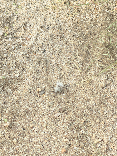 Thistledown Velvet Ant