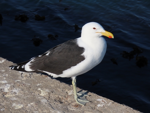 iNaturalist image