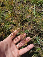 Rorippa curvisiliqua