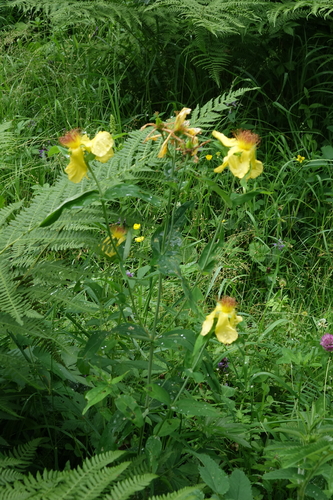 Hypericum ascyron, photograph 1