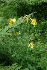 Hypericum ascyron