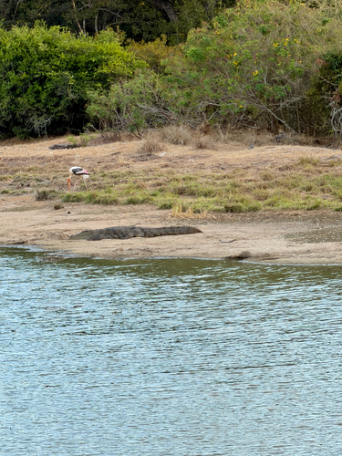 Painted Stork