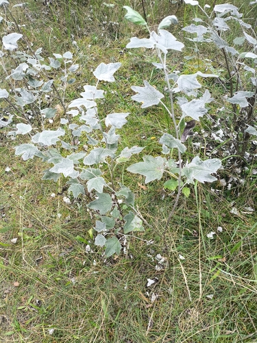 white poplar
