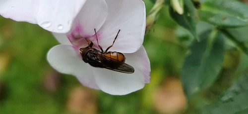 Heineken Fly