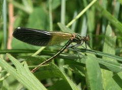 Calopteryx splendens intermedia