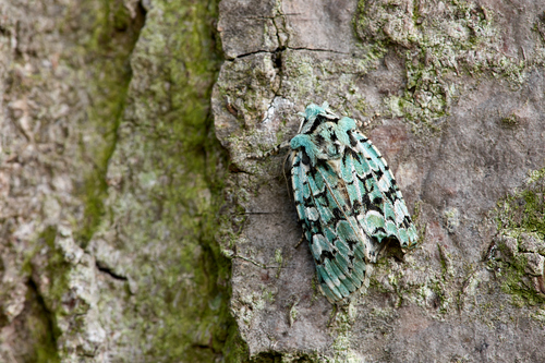 Merveille du Jour