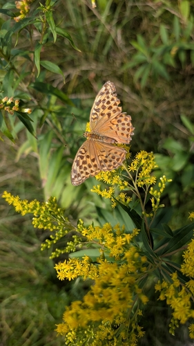 Silver-washed Fritillary