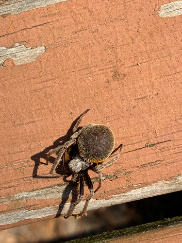 Tropical Orbweaver