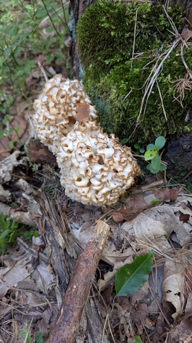 Cauliflower Fungus